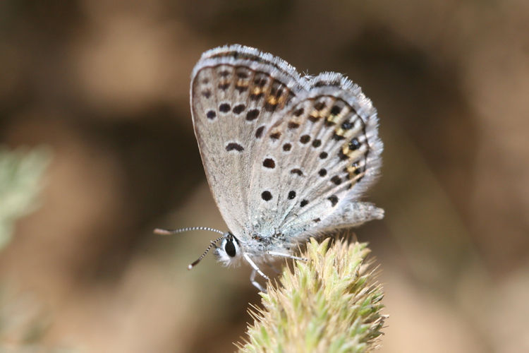 Plebejus christophi transcaucasicus: Bild 4