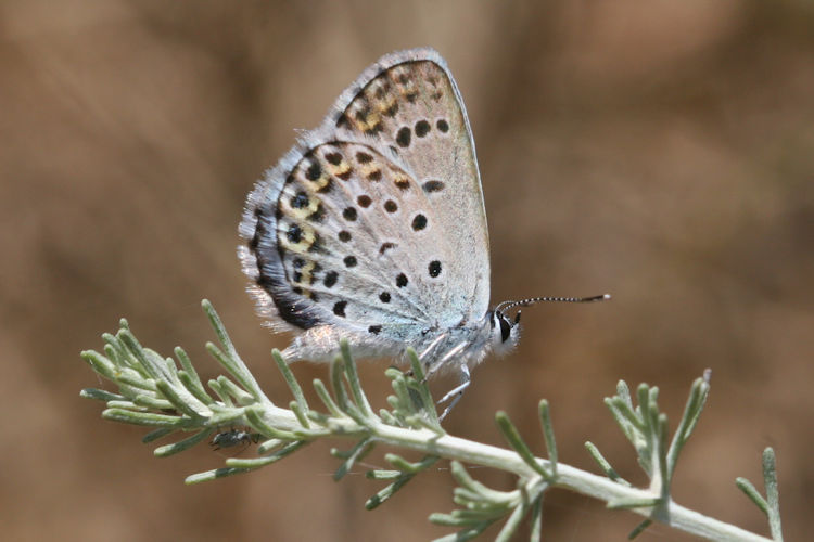 Plebejus christophi transcaucasicus: Bild 5