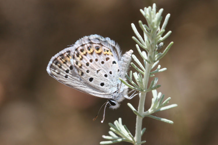 Plebejus christophi transcaucasicus: Bild 6