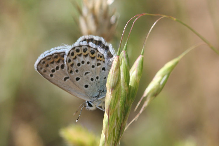 Plebejus christophi transcaucasicus: Bild 7