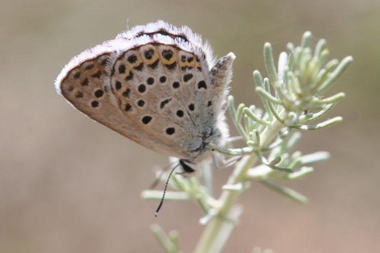 Plebejus christophi transcaucasicus: Bild 9