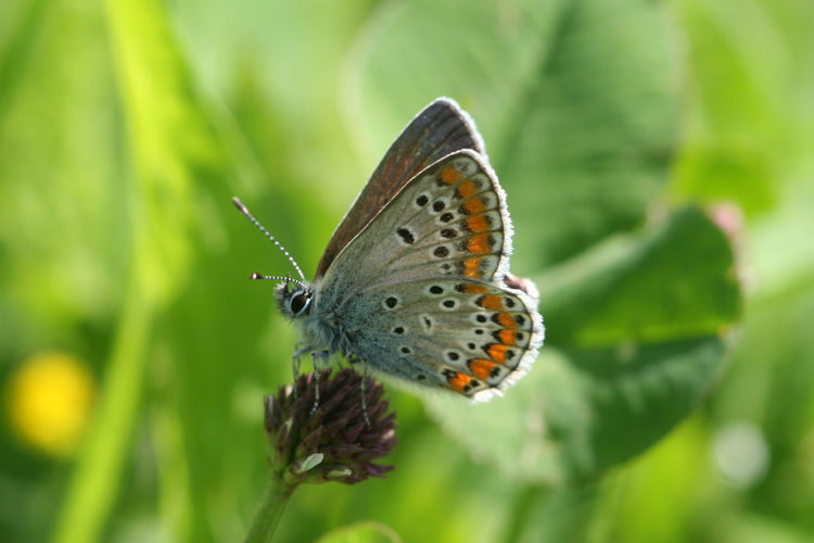 Aricia agestis azerbajdzhana: Bild 3