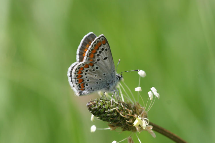 Aricia agestis azerbajdzhana: Bild 10