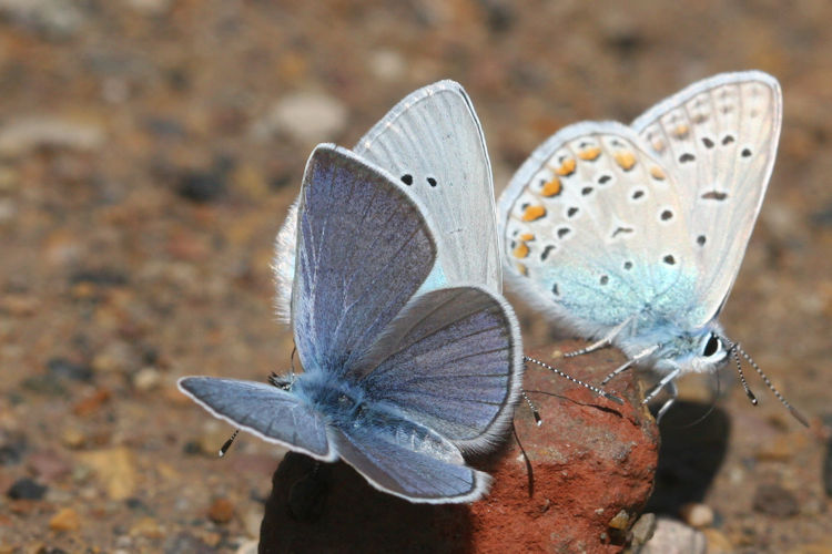 Cyaniris semiargus bellis: Bild 1