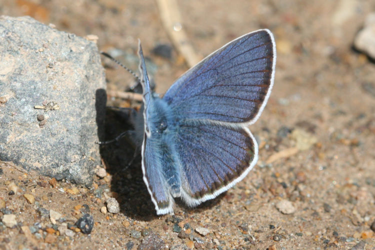 Cyaniris semiargus bellis: Bild 3