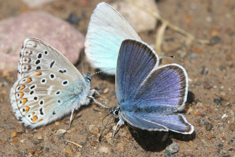 Cyaniris semiargus bellis: Bild 4