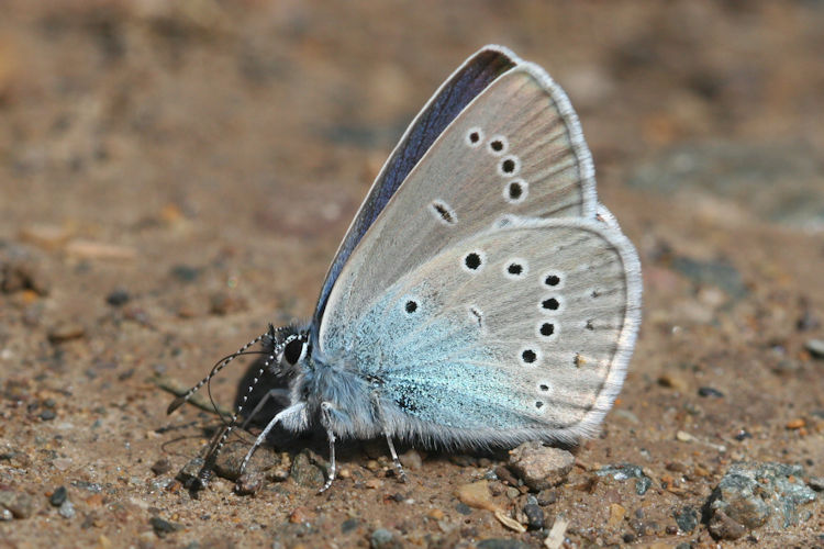 Cyaniris semiargus bellis: Bild 9