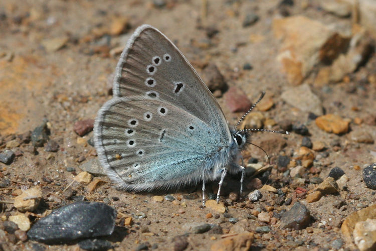 Cyaniris semiargus bellis: Bild 10