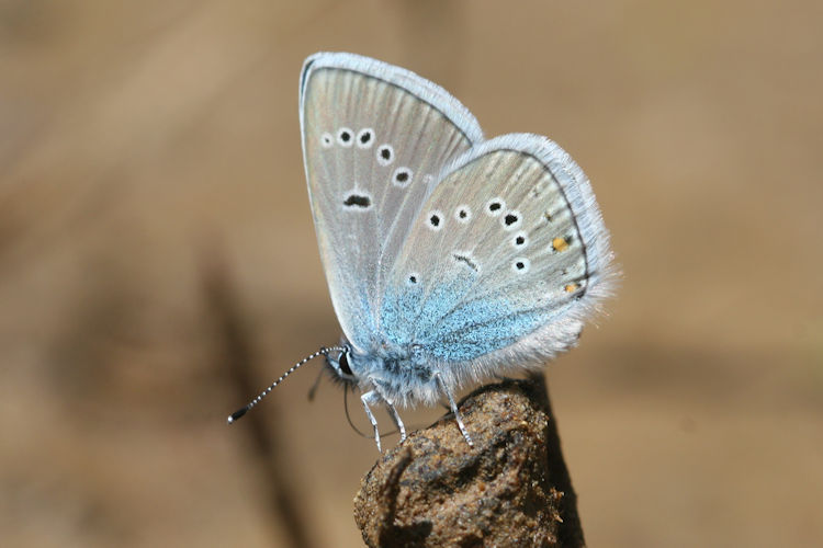 Cyaniris semiargus bellis: Bild 12