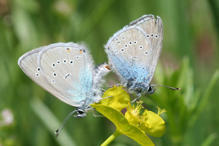 Cyaniris semiargus bellis: Bild 26