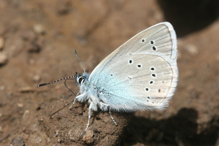 Cyaniris semiargus bellis: Bild 13