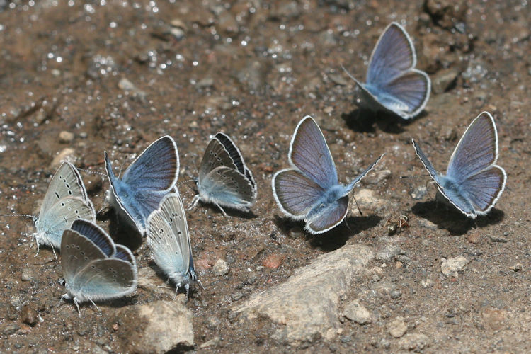 Cyaniris semiargus bellis: Bild 6