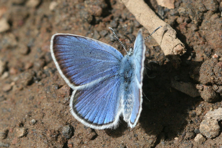 Cyaniris semiargus bellis: Bild 7