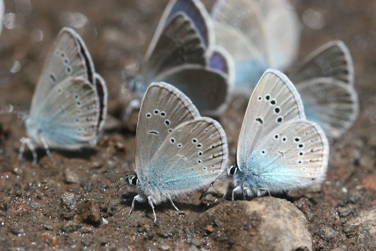 Cyaniris semiargus bellis: Bild 14