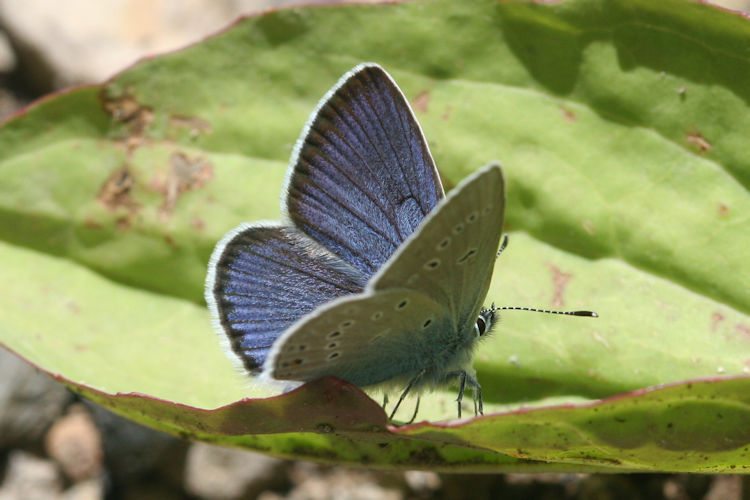 Cyaniris semiargus bellis: Bild 8