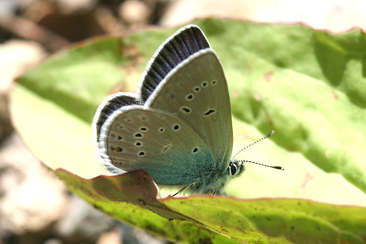 Cyaniris semiargus bellis: Bild 16