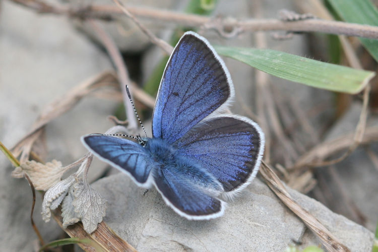 Neolysandra coelestina alticola: Bild 1