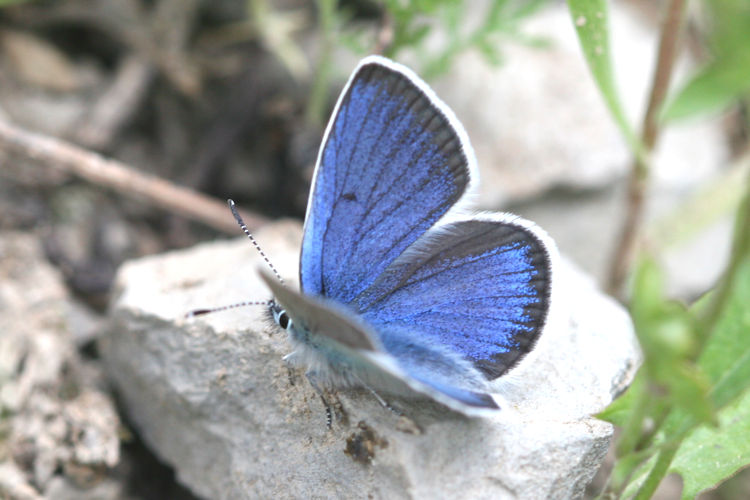 Neolysandra coelestina alticola: Bild 2