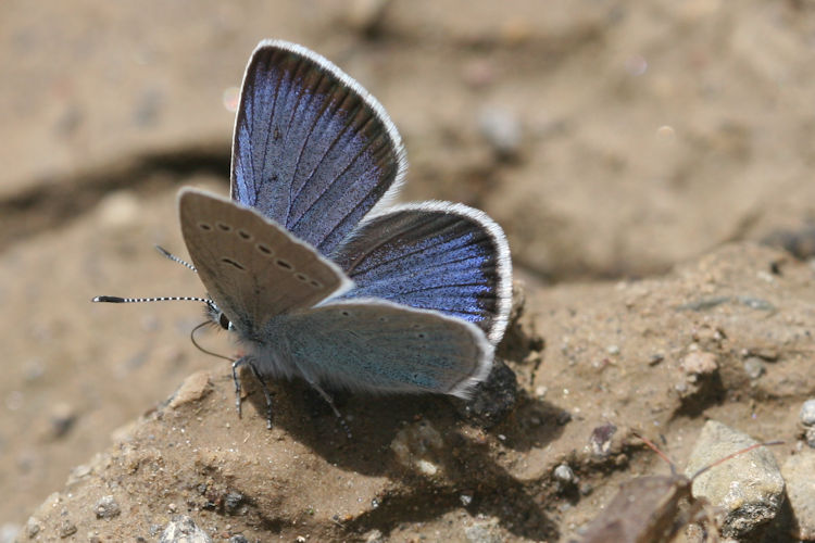 Neolysandra coelestina alticola: Bild 3