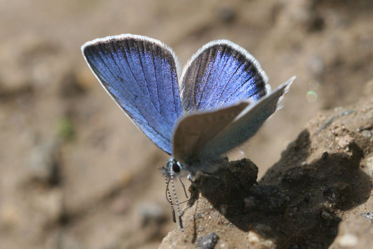 Neolysandra coelestina alticola: Bild 6