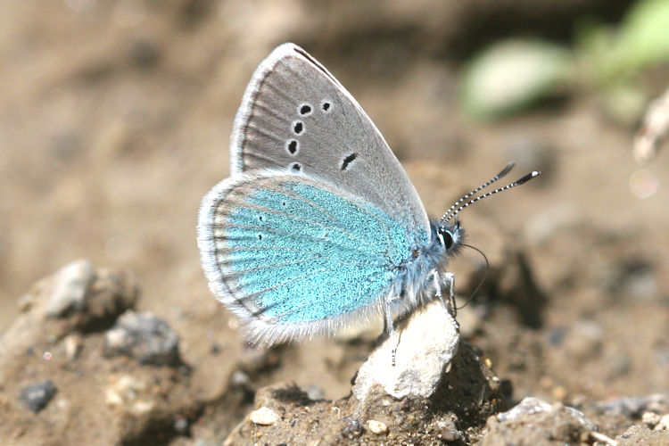 Neolysandra coelestina alticola: Bild 14