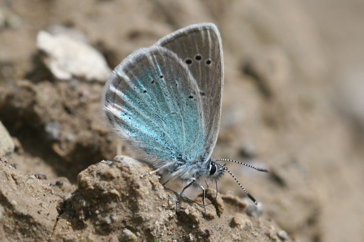 Neolysandra coelestina alticola: Bild 15