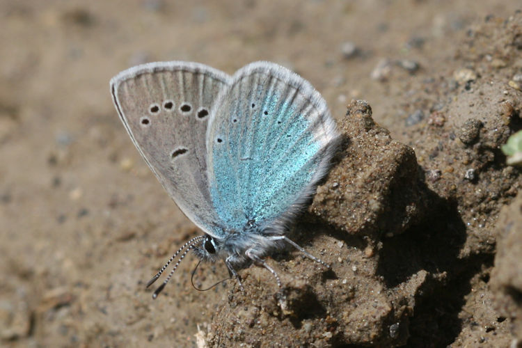 Neolysandra coelestina alticola: Bild 16