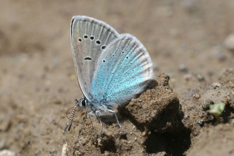 Neolysandra coelestina alticola: Bild 17