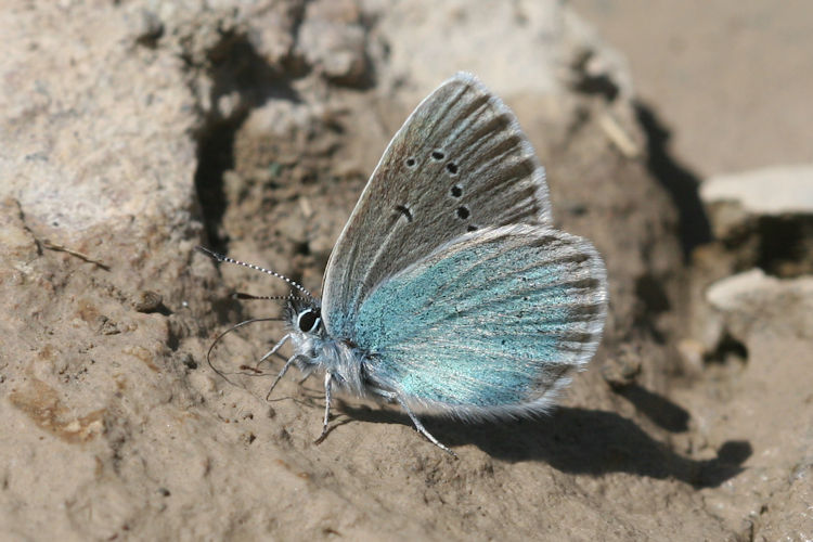 Neolysandra coelestina alticola: Bild 19