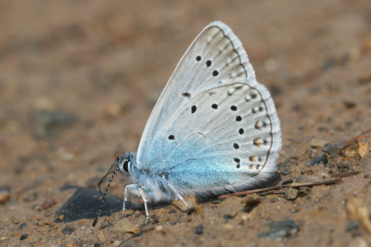 Polyommatus amandus: Bild 22