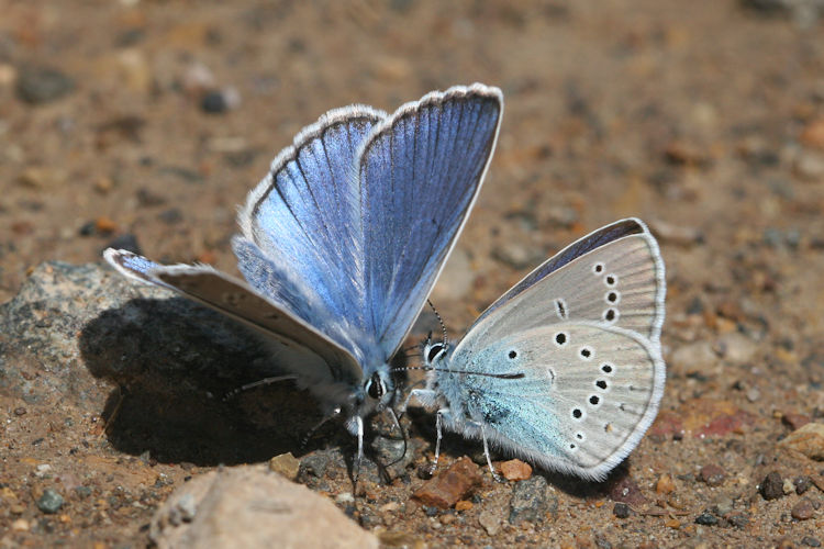 Polyommatus amandus: Bild 7