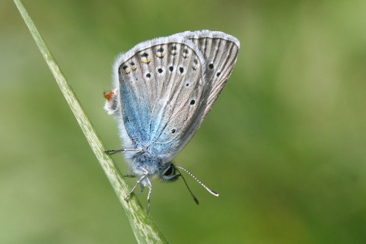 Polyommatus amandus: Bild 24