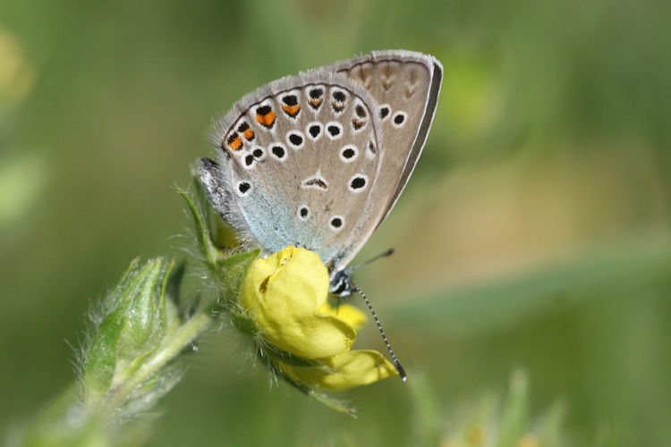 Polyommatus amandus: Bild 36