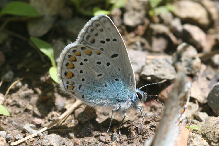 Polyommatus amandus: Bild 25