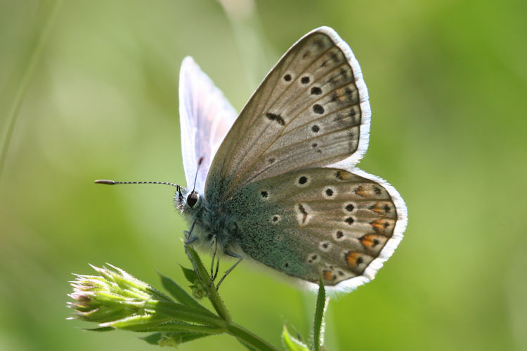 Polyommatus thersites: Bild 24