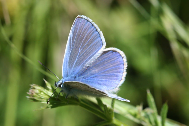 Polyommatus icarus: Bild 10