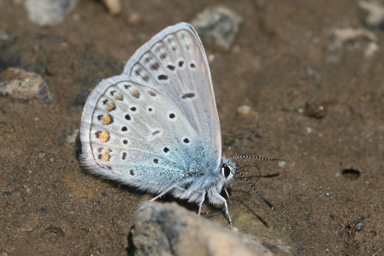 Polyommatus thersites: Bild 25
