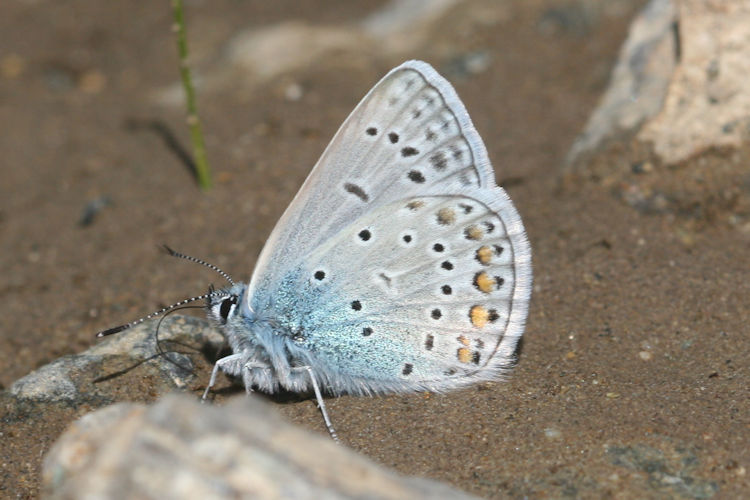 Polyommatus thersites: Bild 24