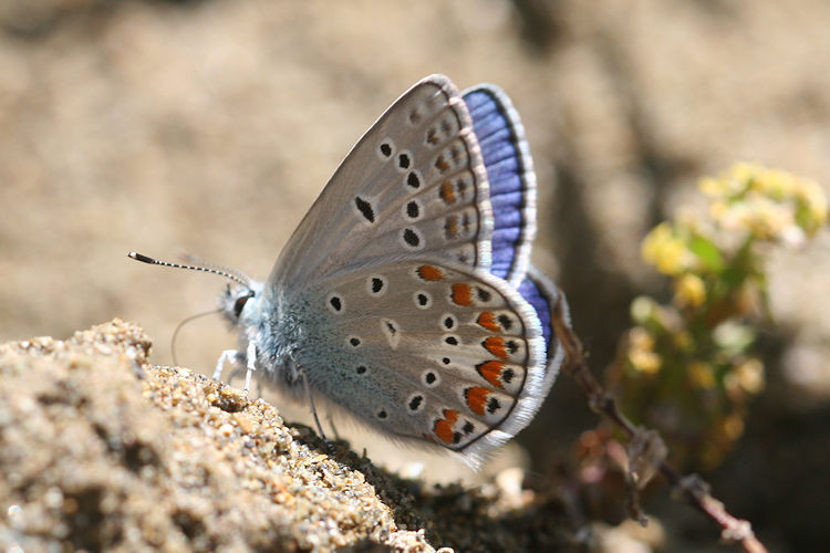 Polyommatus thersites: Bild 25