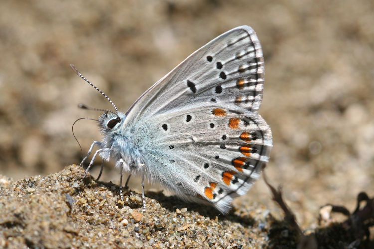 Polyommatus thersites: Bild 28