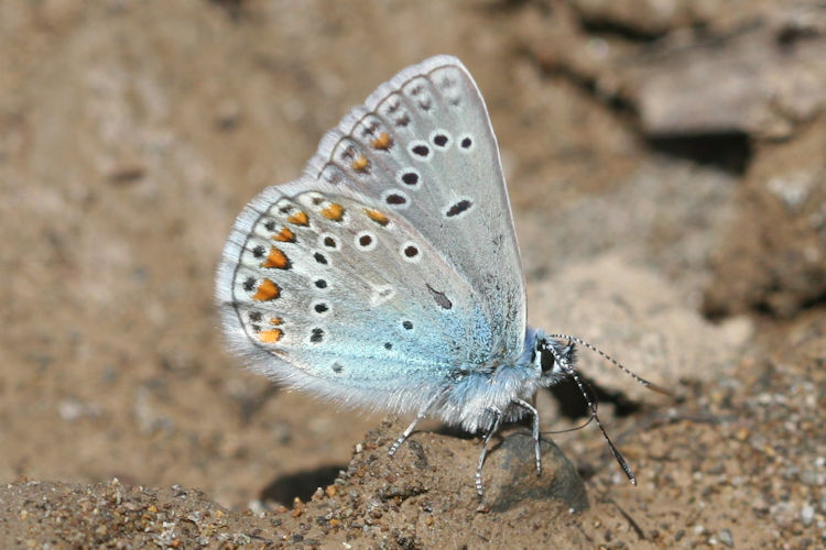 Polyommatus thersites: Bild 29