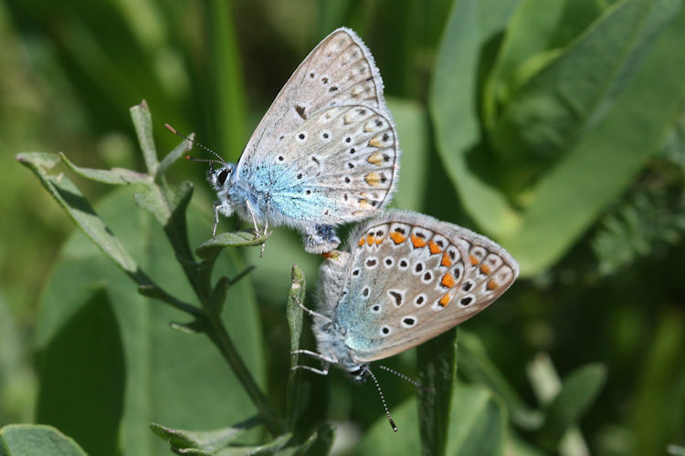 Polyommatus icarus: Bild 80