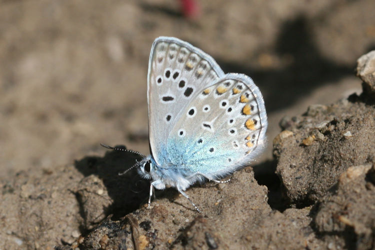 Polyommatus icarus: Bild 40