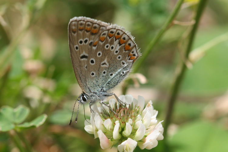 Polyommatus icarus: Bild 69