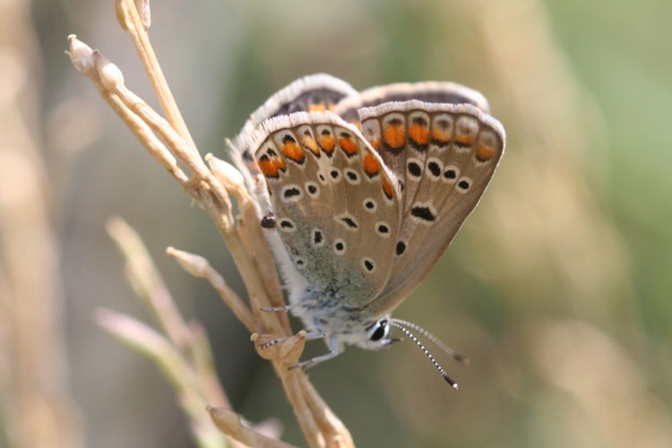 Polyommatus icarus: Bild 70