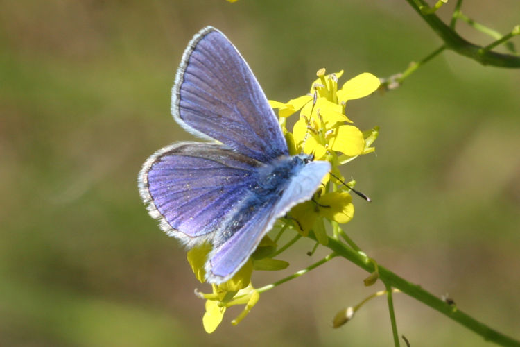 Polyommatus icarus: Bild 12