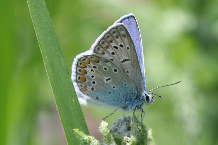 Polyommatus icarus: Bild 42