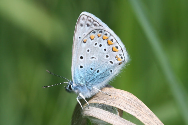 Polyommatus icarus: Bild 43