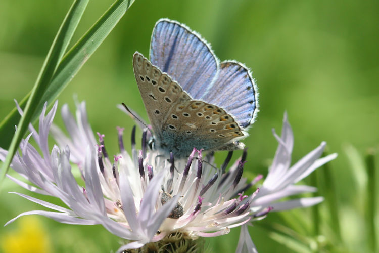 Polyommatus icarus: Bild 44