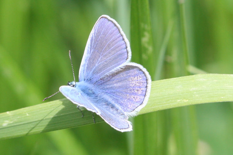 Polyommatus icarus: Bild 13